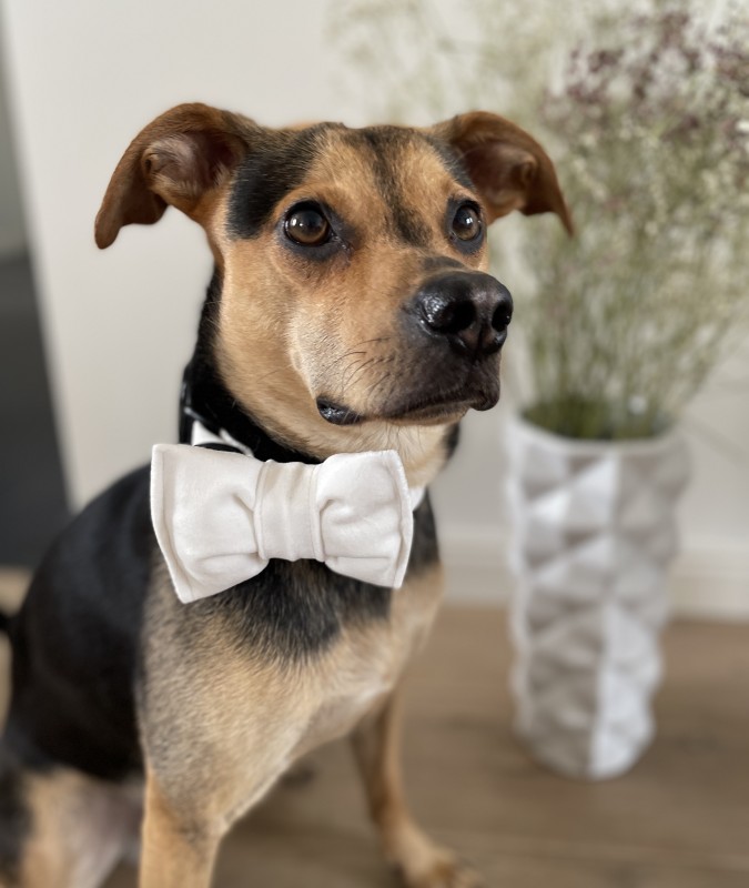 Elegancka mucha welurowa dla psa biała | PETZWELCOME