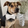 White bow tie for dog| PETZWELCOME