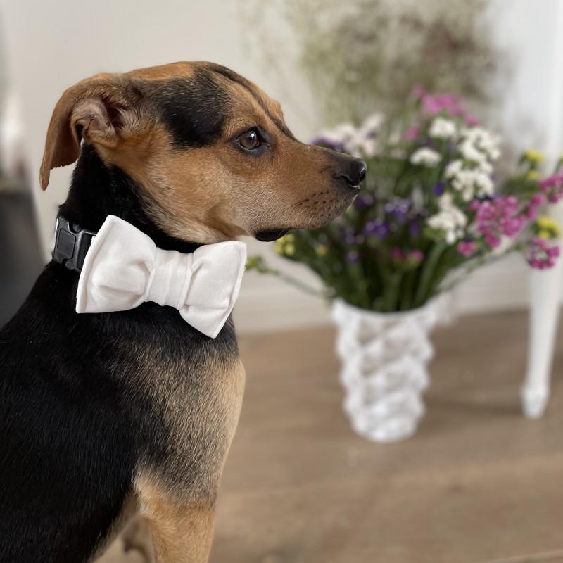 Elegancka mucha welurowa dla psa biała | PETZWELCOME