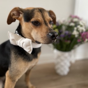 Elegancka mucha welurowa dla psa biała | PETZWELCOME