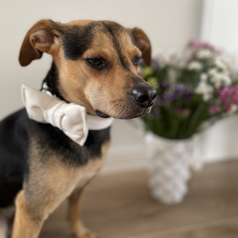 Elegancka mucha welurowa dla psa biała | PETZWELCOME