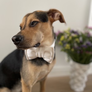 White bow tie for dog| PETZWELCOME