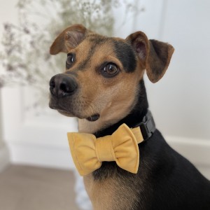 Yellow bow tie for dog
