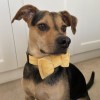 Yellow bow tie for dog| PETZWELCOME