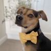 Yellow bow tie for dog| PETZWELCOME