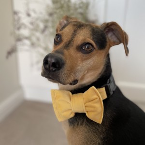 Elegancka mucha welurowa dla psa żółta | PETZWELCOME