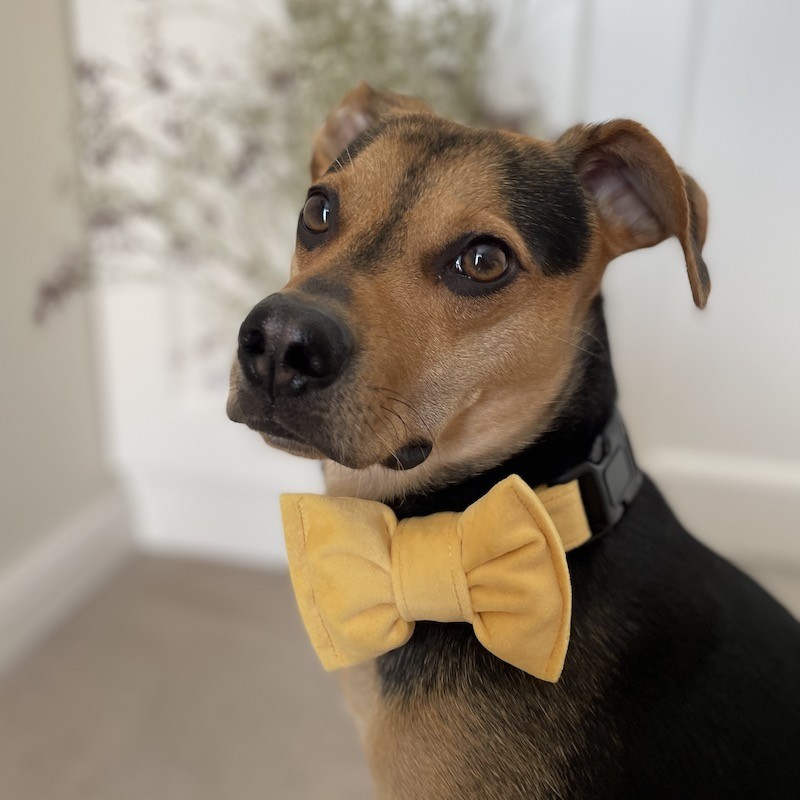 Elegancka mucha welurowa dla psa żółta | PETZWELCOME