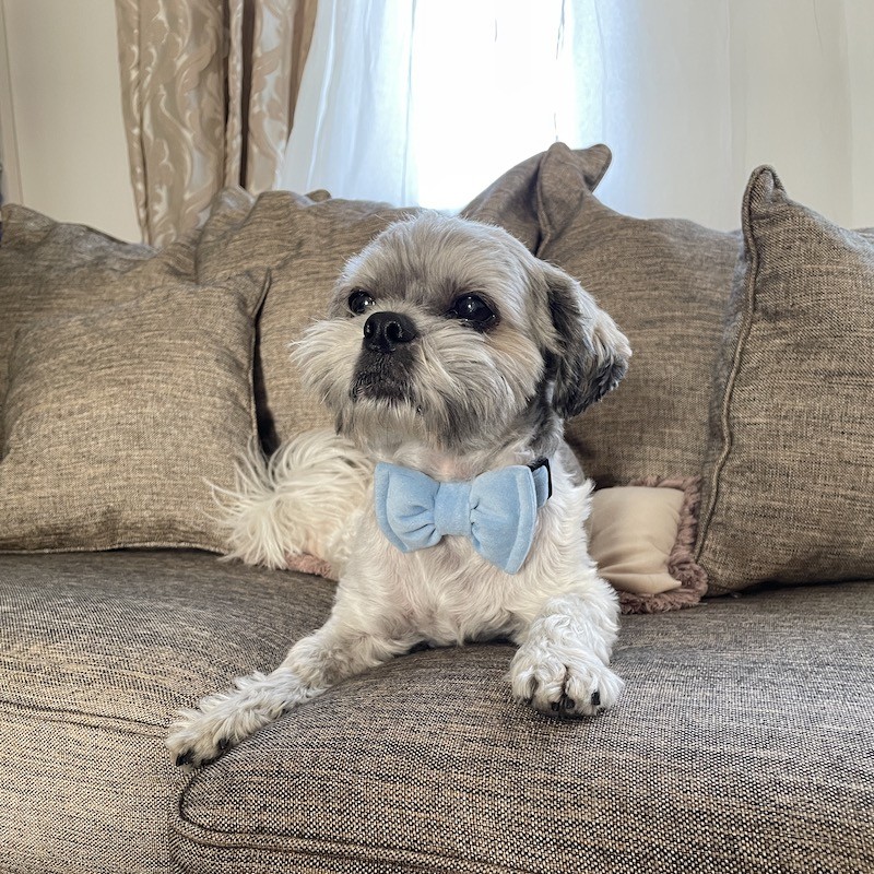 Ozdobna obroża z muchą błękitna | PETZWELCOME