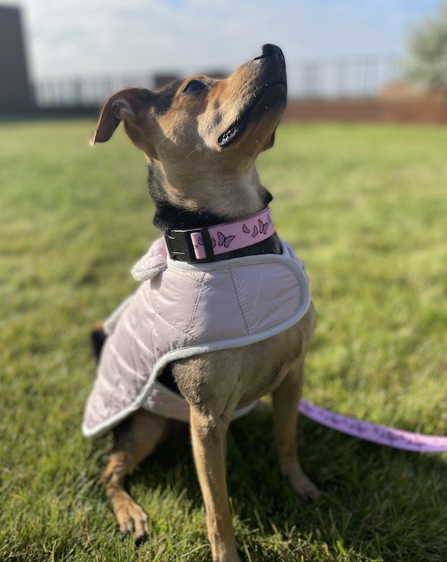 Winter jacket for a dog with sheepskin SIENNA pink