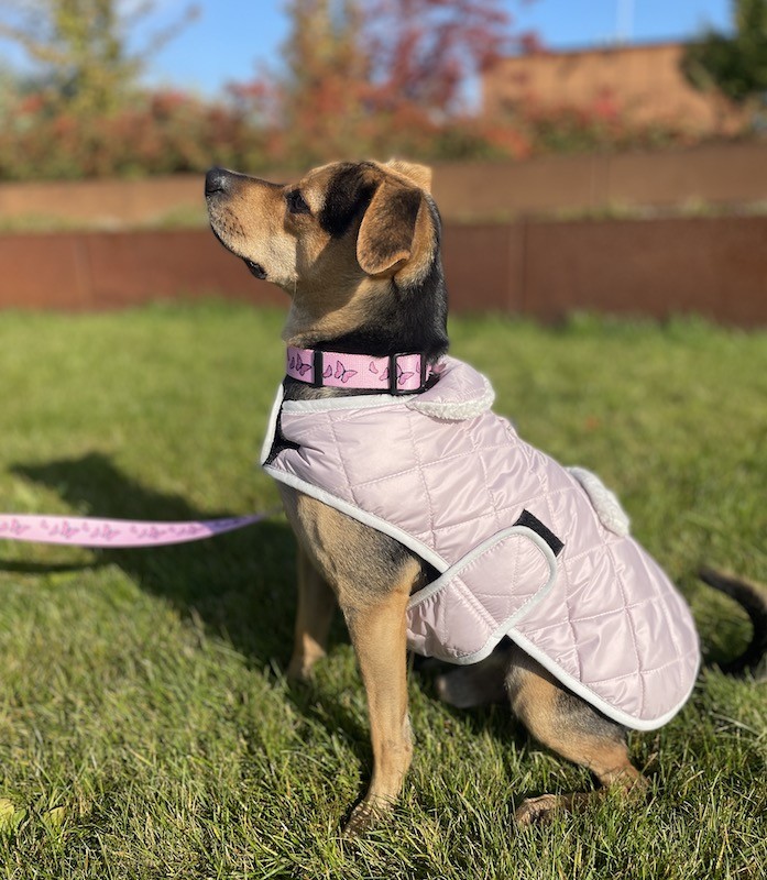 Winter jacket for a dog with sheepskin SIENNA khaki