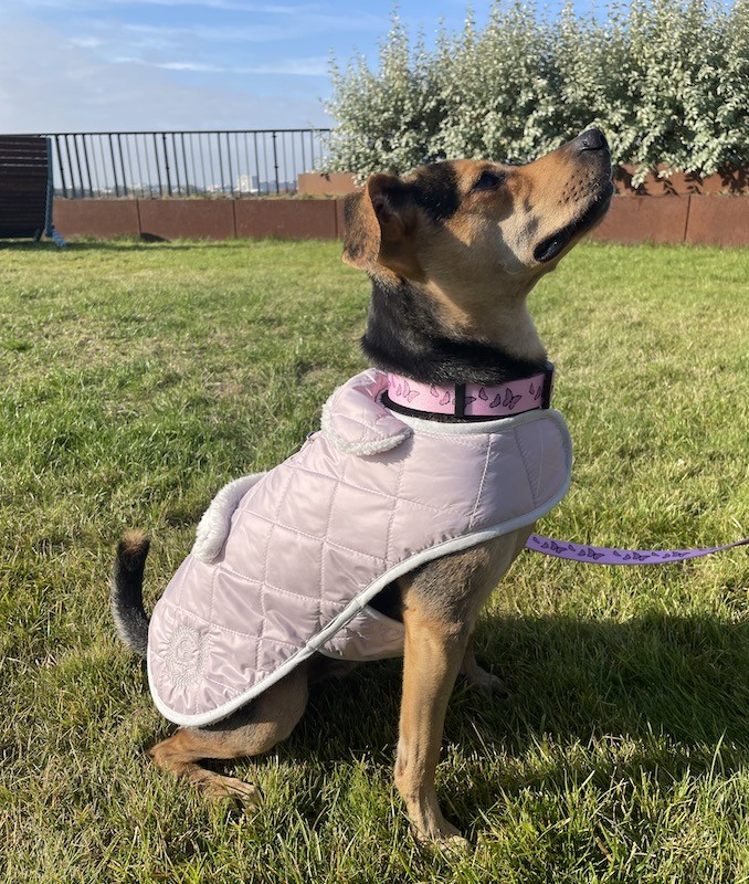 Winter jacket for a dog with sheepskin SIENNA khaki