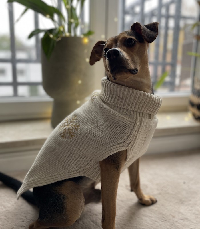 Sweterek dla psa SNOWFLAKE kremowy | Bowl & Bone Republic | PETZWELCOME
