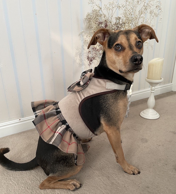 Sukienka Szelki dla psa 2w1 Dublin | PETZWELCOME