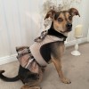 Dress harness for a dog 2w1 DUBLIN | PETZWELCOME