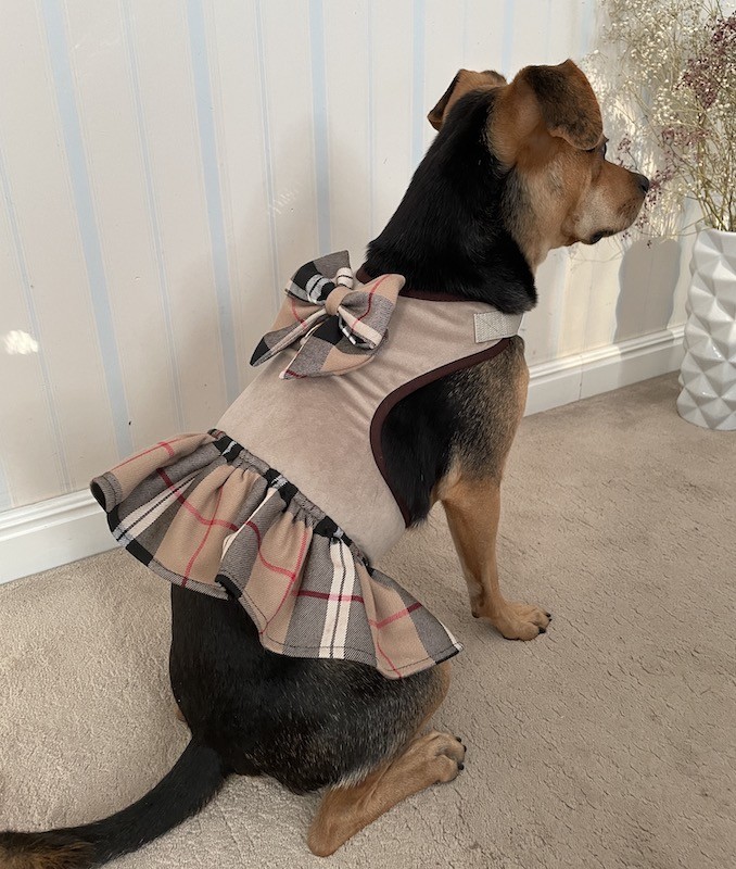 Sukienka Szelki dla psa 2w1 Dublin | PETZWELCOME