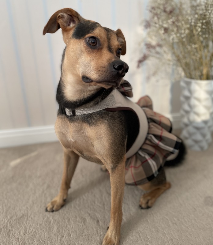 Sukienka Szelki dla psa 2w1 Dublin | PETZWELCOME