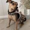 Dress harness for a dog 2w1 DUBLIN | PETZWELCOME