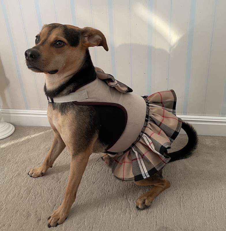 Sukienka Szelki dla psa 2w1 Dublin | PETZWELCOME