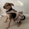 Dress harness for a dog 2w1 DUBLIN | PETZWELCOME