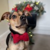Bow tie for dog red | Mr Fox | PETZWELCOME