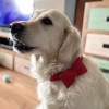 Bow tie for dog red | Mr Fox | PETZWELCOME