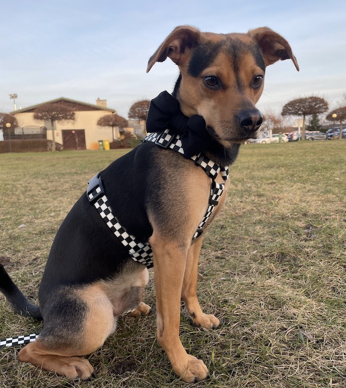 Ozdobna obroża z muchą czarna | Mr Fox | PETZWELCOME