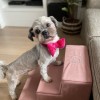 Bow tie for dog respberry red | Mr Fox | PETZWELCOME