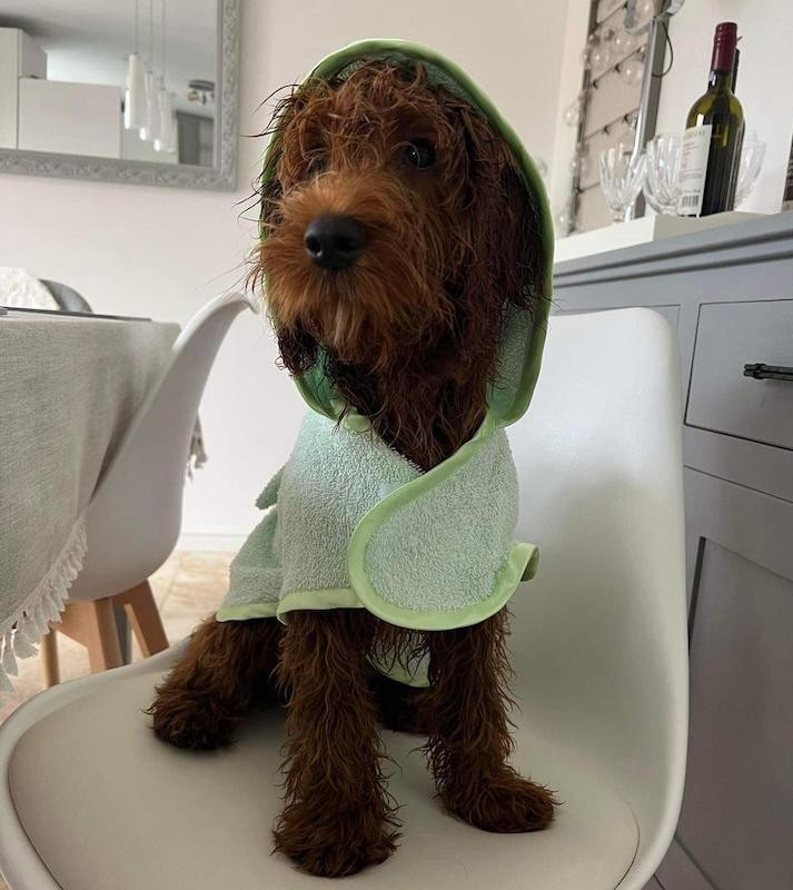 Green bathfobe for dog