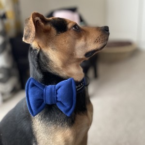 Blue bow tie for a dog