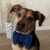 Blue bow tie for dog| PETZWELCOME