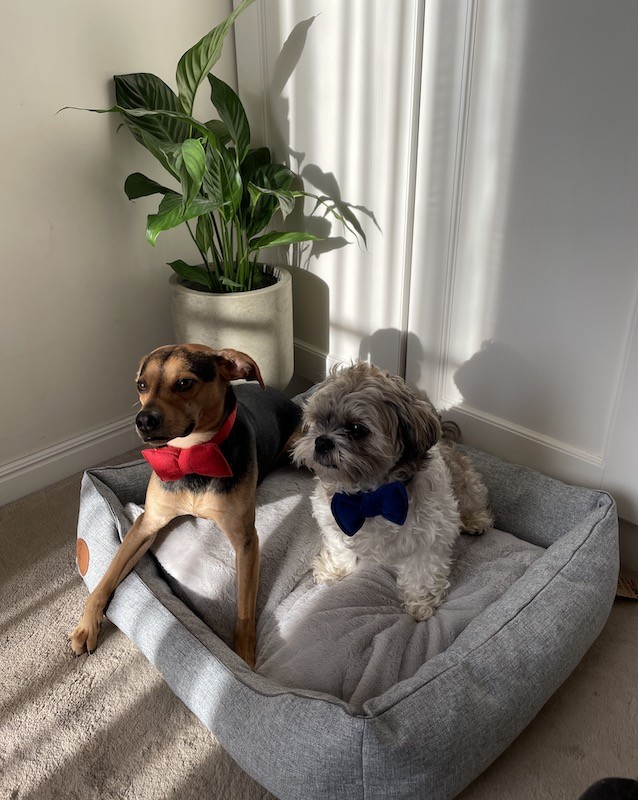 Legowisko dla psa lub kota CEZAR Natura szary | Royal Lauren Design | PETZWELCOME