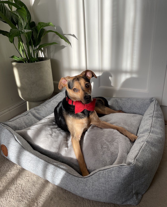 Legowisko dla psa lub kota CEZAR Natura szary | Royal Lauren Design | PETZWELCOME