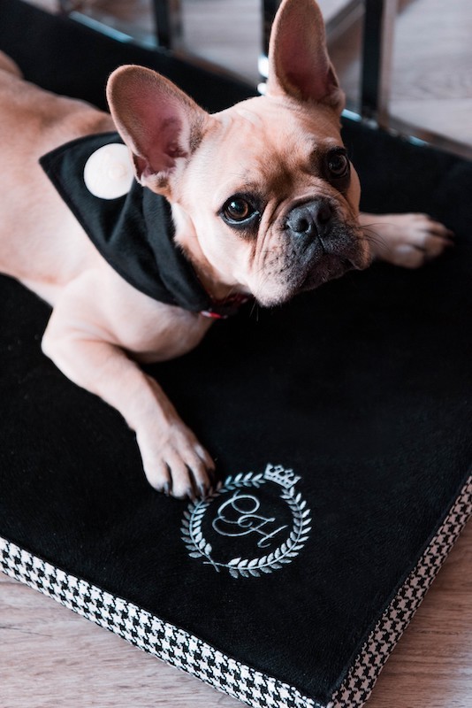 Orthopedic pet bed Porto black | PETZWELCOME