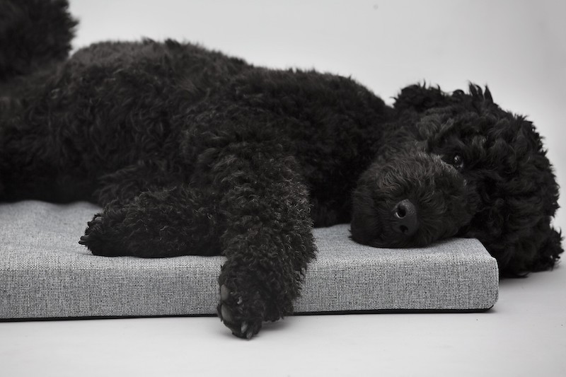 Pet bed DEMI mattress  Natura gray| Lauren Design | PETZWELCOME