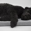 Pet bed DEMI mattress  Natura gray| Lauren Design | PETZWELCOME