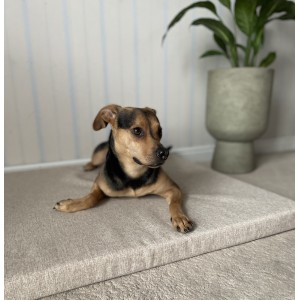 Materac dla psa DEMI Natura beżowy | Lauren Design | PETZWELCOME