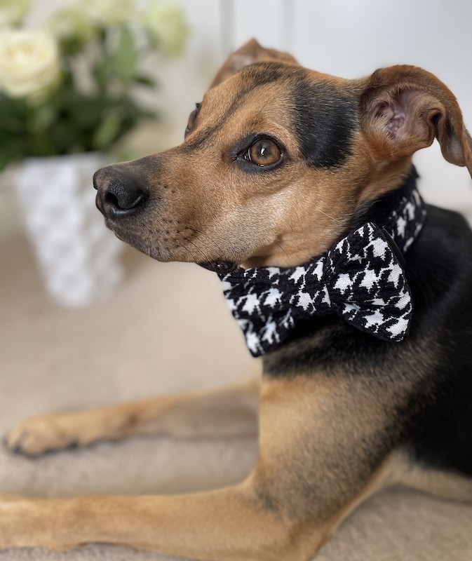 Houndstooth dog bow tie| PETZWELCOME