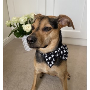 Mucha dla psa w pepitkę | PETZWELCOME