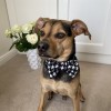 Houndstooth dog bow tie| PETZWELCOME