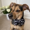 Houndstooth dog bow tie| PETZWELCOME