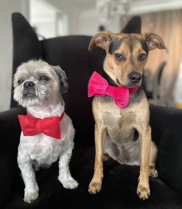 Ozdobna obroża z muchą malinowa | Mr Fox | PETZWELCOME