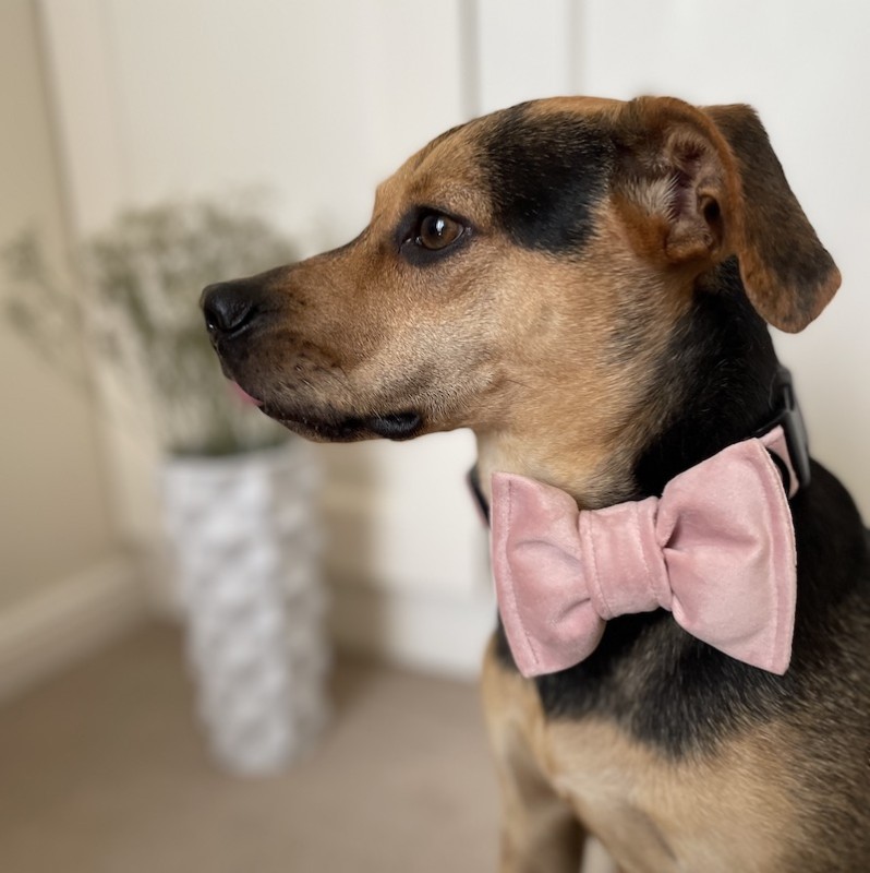Pink Dog Bow Tie - Elegant Velvet Accessory for Special Occasions | PETZWELCOME