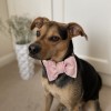Pink Dog Bow Tie - Elegant Velvet Accessory for Special Occasions | PETZWELCOME