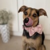 Pink Dog Bow Tie - Elegant Velvet Accessory for Special Occasions | PETZWELCOME