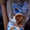 Dog Car Seat BeBobi ERO SOFT MySkylos | Bebobi | PETZWELCOME