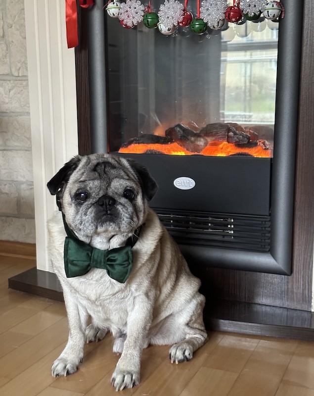 Velvet Dog Bow Tie in Bottle Green | Elegant Handmade Dog Accessory