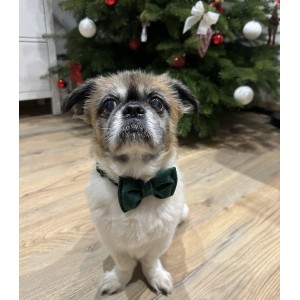 Velvet Dog Bow Tie in Bottle Green | Elegant Handmade Dog Accessory