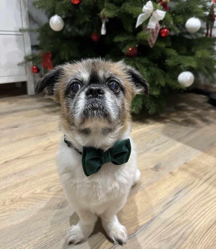 Velvet Dog Bow Tie in Bottle Green | Elegant Handmade Dog Accessory