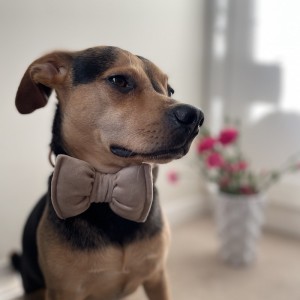 Bow tie for dog beige | PETZWELCOME