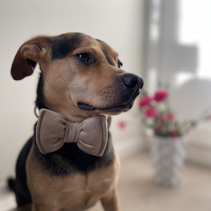 Bow tie for dog beige | PETZWELCOME